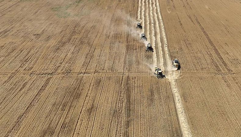 Türkiye'de kuraklığa dayanıklı çavdar üretildi