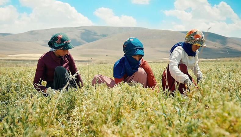 Kayseri Şeker ve Migros güç birliğinde yerli yeşil mercimek üretim projesi