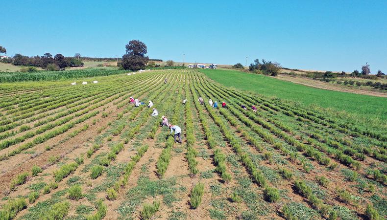 Tarımda öncü kent olma yolunda ilerliyor