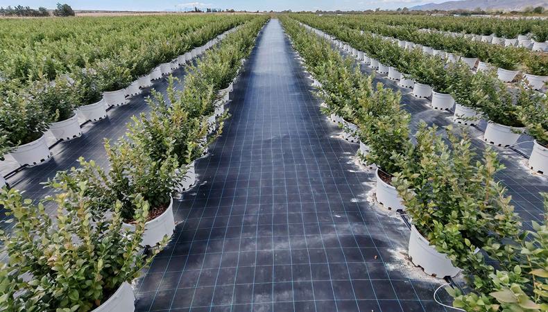 DCT Trading teknoloji entegreli tarım yatırımlarıyla büyüyor