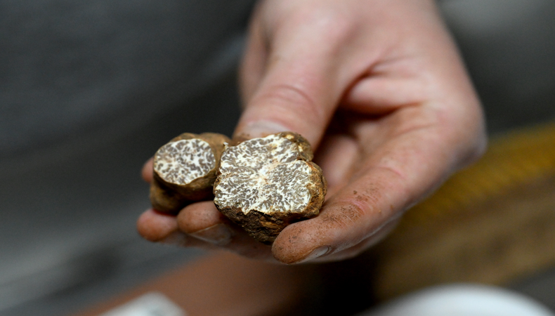 Türkiye'den Avrupa'ya satıyor: Kilosu 350 euroya kadar çıkabiliyor