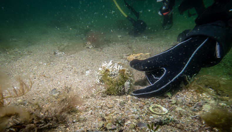 Tuzla sahillerinde keşfedildi: Bir profesöre göre bu muhteşem bir şey