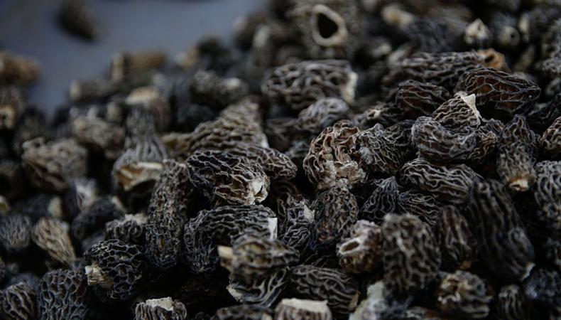 Kilosu 2 bin TL: Bu mantarı bulmak için dağlara akın ediyorlar