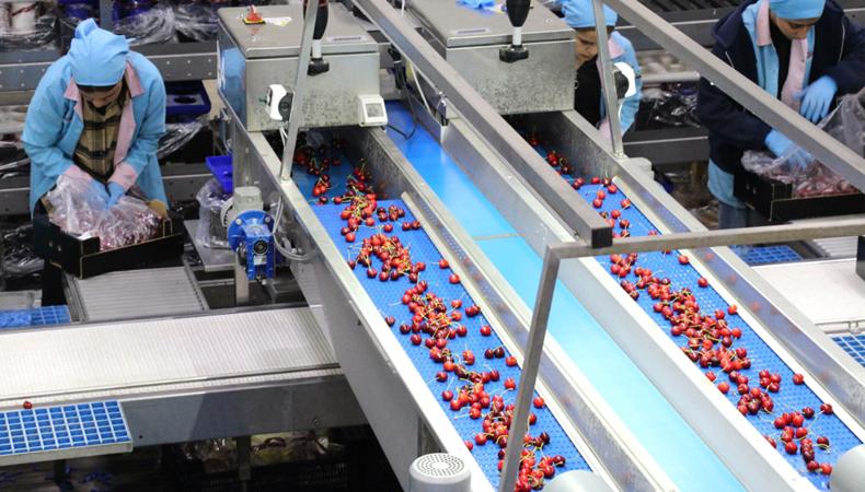 Üreticinin yüzü gülecek: 700 bin tonluk güçte tarihi rekor bekleniyor