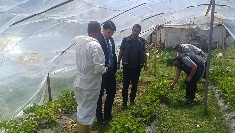"Büyük bir emek var" diyerek kaymakam bizzat ziyaret etti: Üreticinin ezber bozan başarı hikayesi
