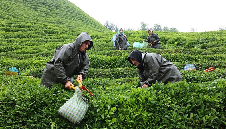 Rize çayında kalite ve katma değer için yeni dönem