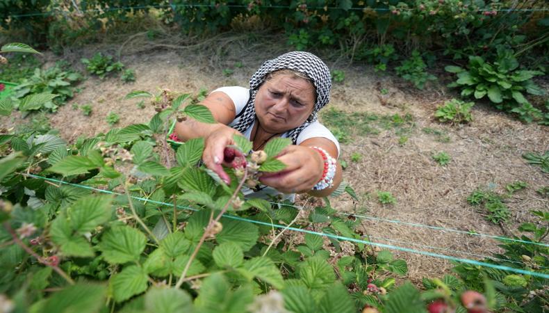 17 bin nüfuslu kasaba dünyaya ahududu satıyor: Peki, bu nasıl oldu?