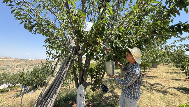 Üretici işçi bulmakta zorlanıyor: Günlük 2 bin 500 TL yevmiyesi var