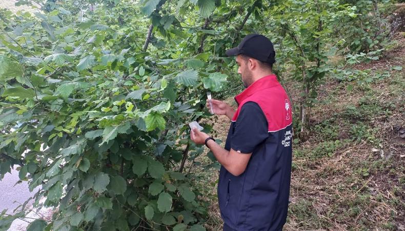 Kimyasal ilaç yerine doğal koruma: Samuray arısı sahaya indi