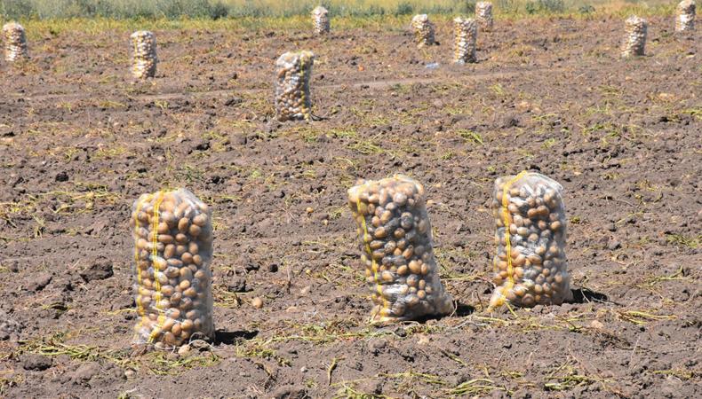 Türkiye'nin 'patates kalesi' olarak anılan ilçede hasat heyecanı yaşanıyor