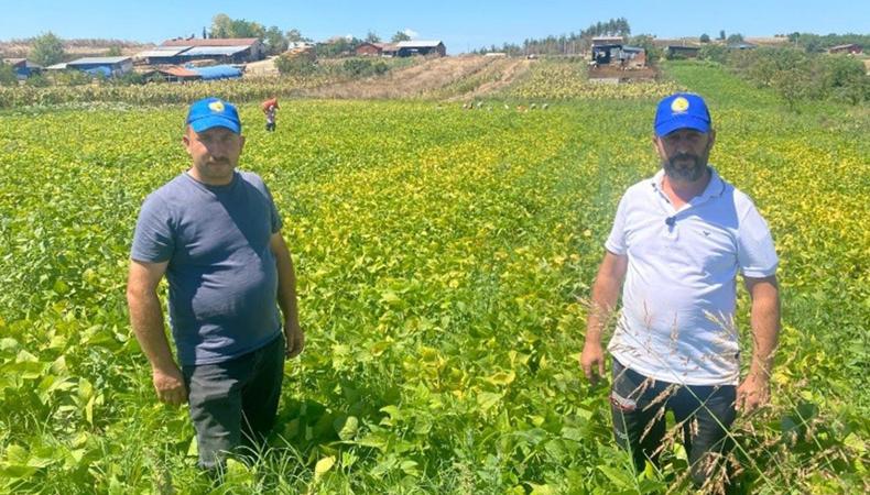 1 dönümle başladılar, bin dönüme ulaştılar: Köyün kaderini değiştiren ürün
