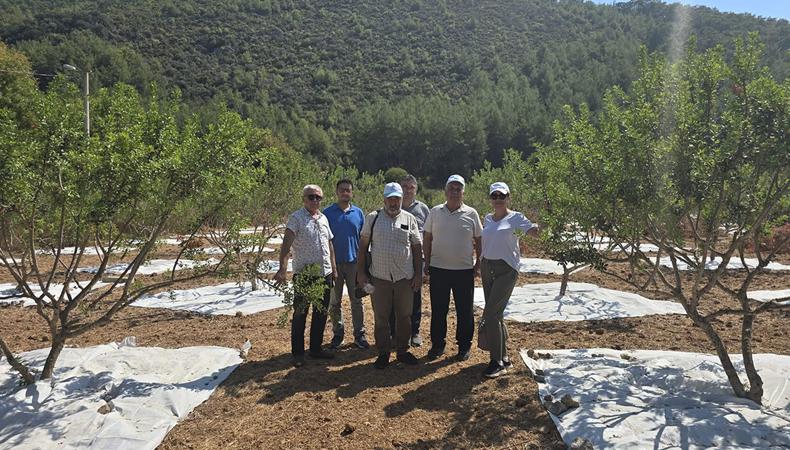 11 yıllık sabır meyvesini verdi, hasat başladı: Kilosu 30 bin TL