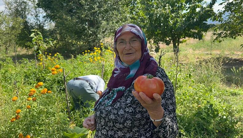 Kimyasal kullanmadan iri domatesler yetiştiren çiftçi sırrını paylaştı