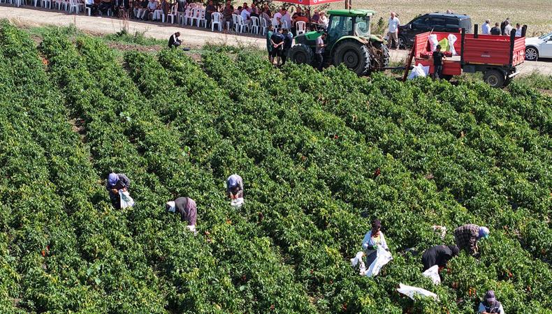 Şehrin ekonomisine dev katkı sağlıyor: 'Kırmızı altın'da hasat heyecanı başladı
