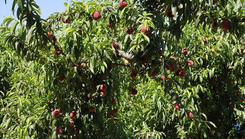 Dünya pazarlarında kapış kapış satılıyor: Türkiye'nin ihracatına sürpriz katkı