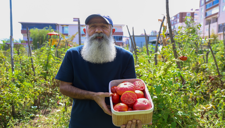 Babadan kalma 61 yıllık mirası ücretsiz dağıtıyor: "Böyle domates kalmadı"