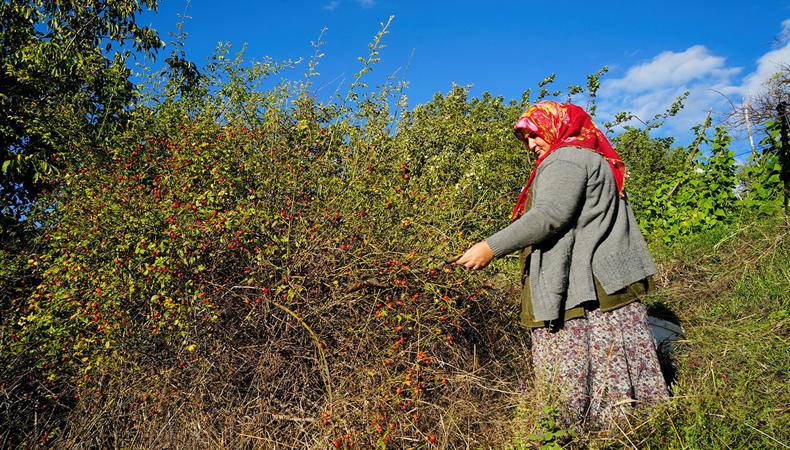 'Dikenli Gül' olarak biliniyor: Şifa deposu meyve için zahmetli hazırlık başladı