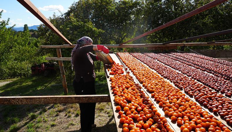 Osmanlı mutfağının da gözdesiydi: Şifa deposu meyvede hasat başladı