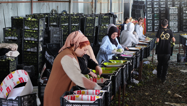 Coğrafi işaretli üründe hasat heyecanı: Türkiye'nin dört bir yanına gidecek